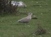 Larus sp. at Canvey Wick (Steve Arlow) (71614 bytes)